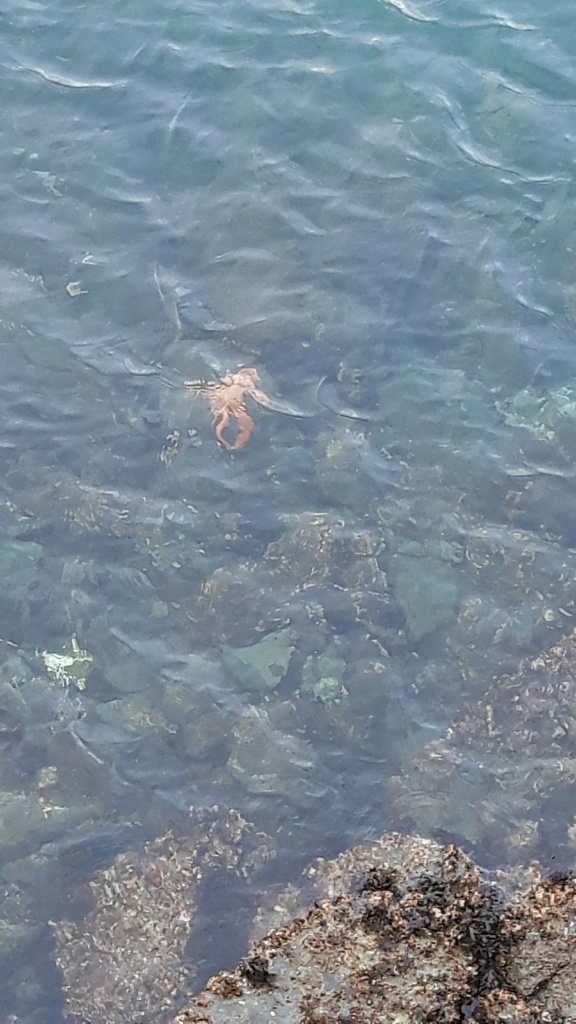 This photo of a Giant Pacific Octopus was taken off of the pier at Ogden Point in Victoria BC. 